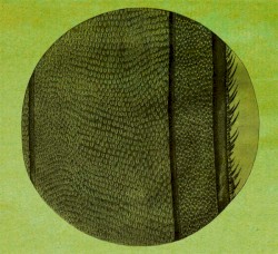 Cover of The Ring of the Rise by Micah Blue Smaldone