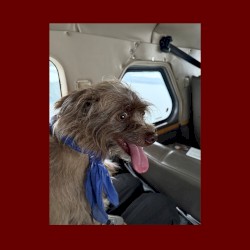 Cover of Seaplane Dog by Mac DeMarco